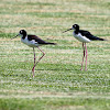 Hawaiian stilt