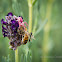 Pink Flower Crab Spider