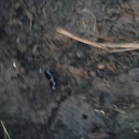 American Oil Beetle