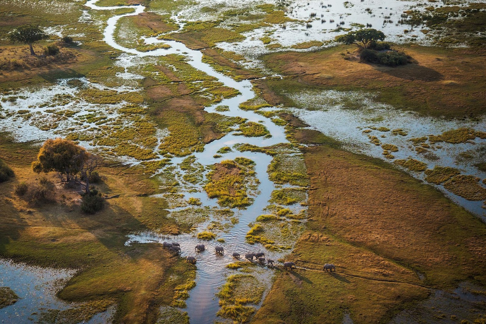 Billedresultat for okavangodelta