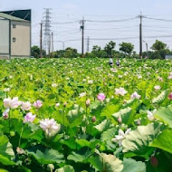 蓮荷園休閒農場 蓮子冰.蓮子餐