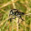 Robberfly