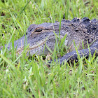 American Alligator