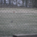 American Robin