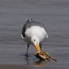 Western Gull