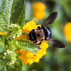 Eastern Carpenter Bee