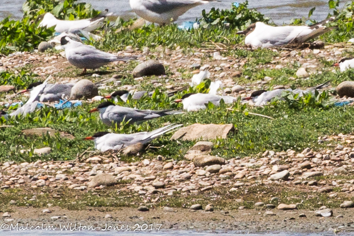 Common Tern