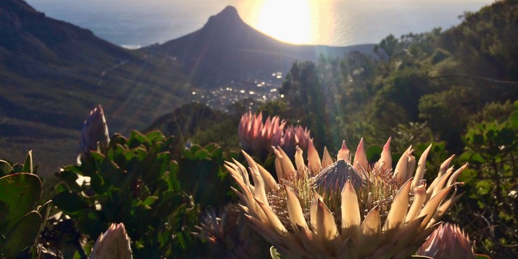 The fynbos region has seen the second most plant extinctions in the world.