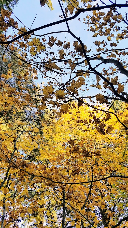 Fall at the Portland Japanese Garden, visiting for Autumn Portland Japanese Garden fall foliage photos on October 2017