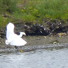 Snowy Egret