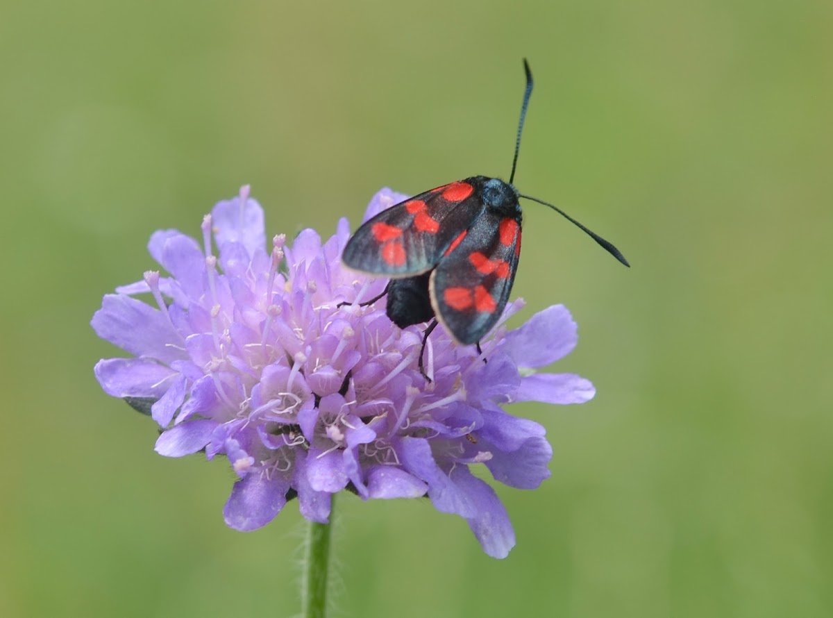 Six-spot burnet - Zygène de la filipendule