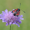 Six-spot burnet - Zygène de la filipendule