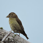 Red Crossbill female