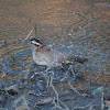 White-throated Sparrow