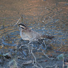 White-throated Sparrow