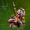 European garden spider