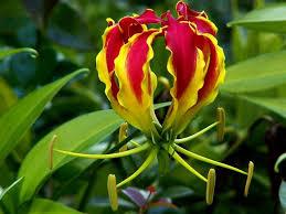 Image result for Gloriosa superba