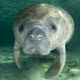 Manatee Wallpaper New Tab Theme