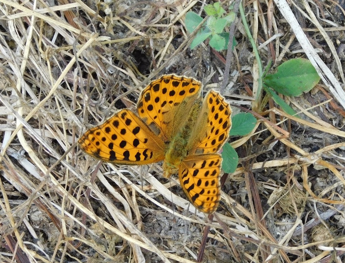 Queen of Spain Fritillary