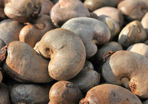 cashews-how-do-they-grow