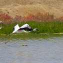 Greater flamingo