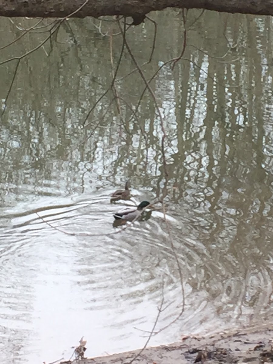 Mallard Duck