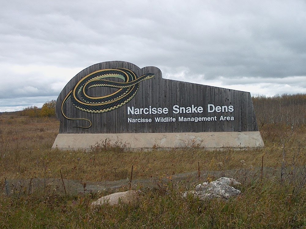 Narcisse Snake Dens, a maior concentração de cobras do mundo