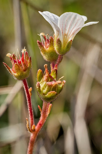 Saxifraga granulata