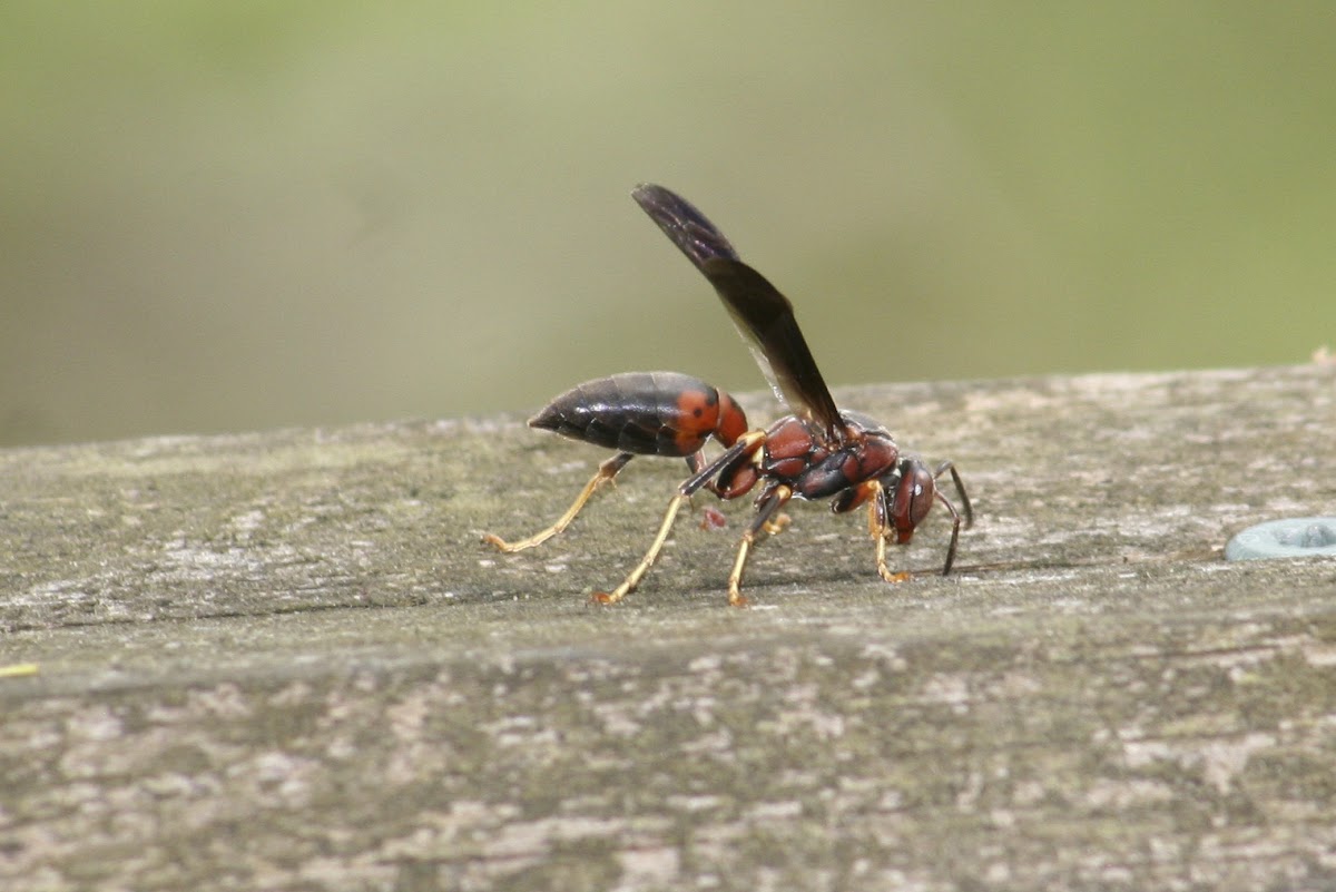 Northern Paper Wasp