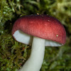 Russula persanguinea