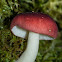 Russula persanguinea