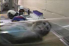 Image result for peta campaigning against animal testing