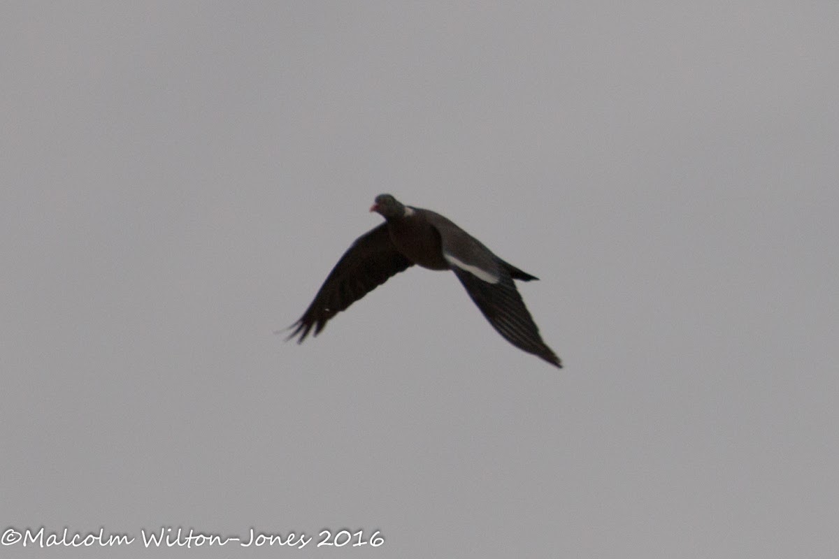 Woodpigeon; Paloma Torcaz