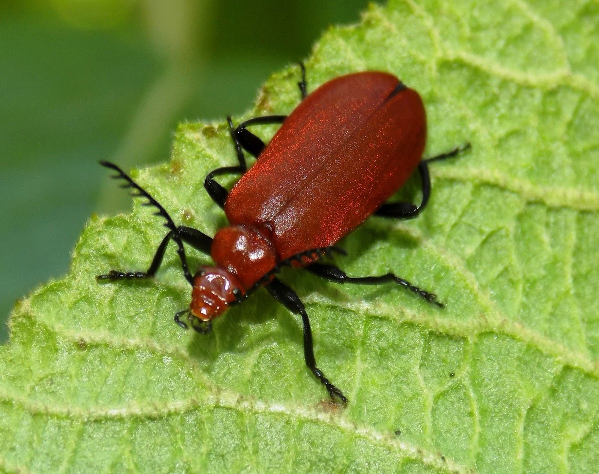 Common Cardinal Beetle