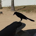 Great-tailed grackle