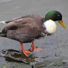 Mallard (male)