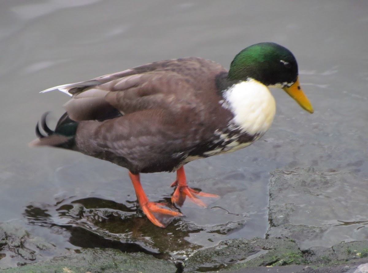 Mallard (male)