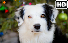 Border Collie Dog Backgrounds HD Dogs New Tab small promo image