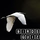 Amazing Animals : Bird Quiz
