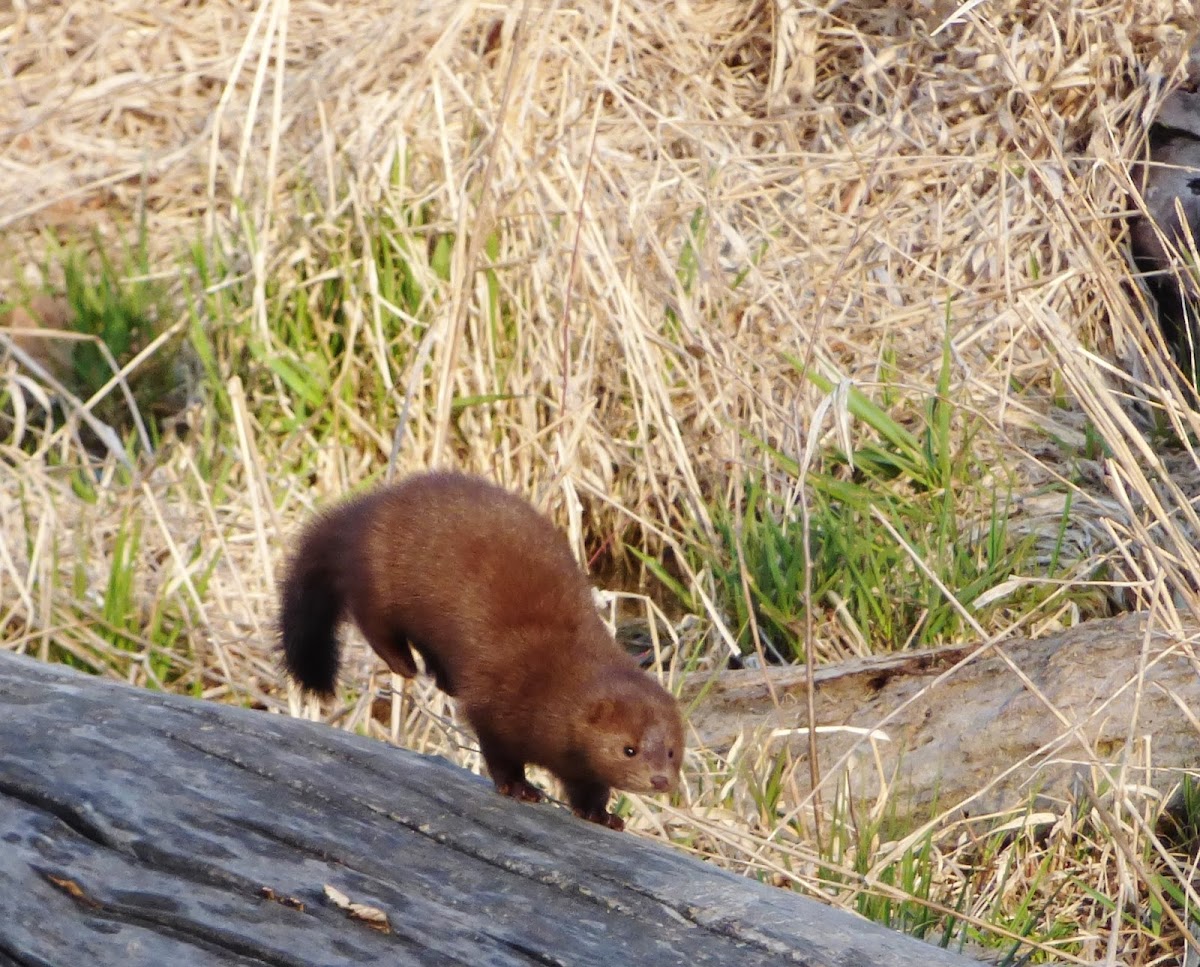 American Mink