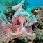 Paddle Flap Scorpionfish/Rhinopias