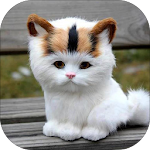 Cover Image of डाउनलोड Kitten Sounds 1.3 APK