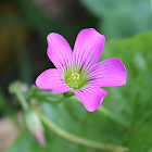 Pink Wood Sorrel