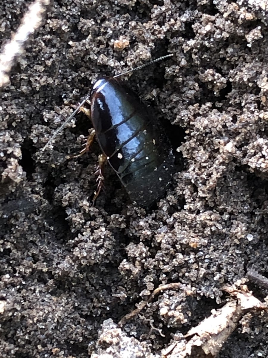 Florida Woods Cockroach