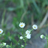 Daisy fleabane