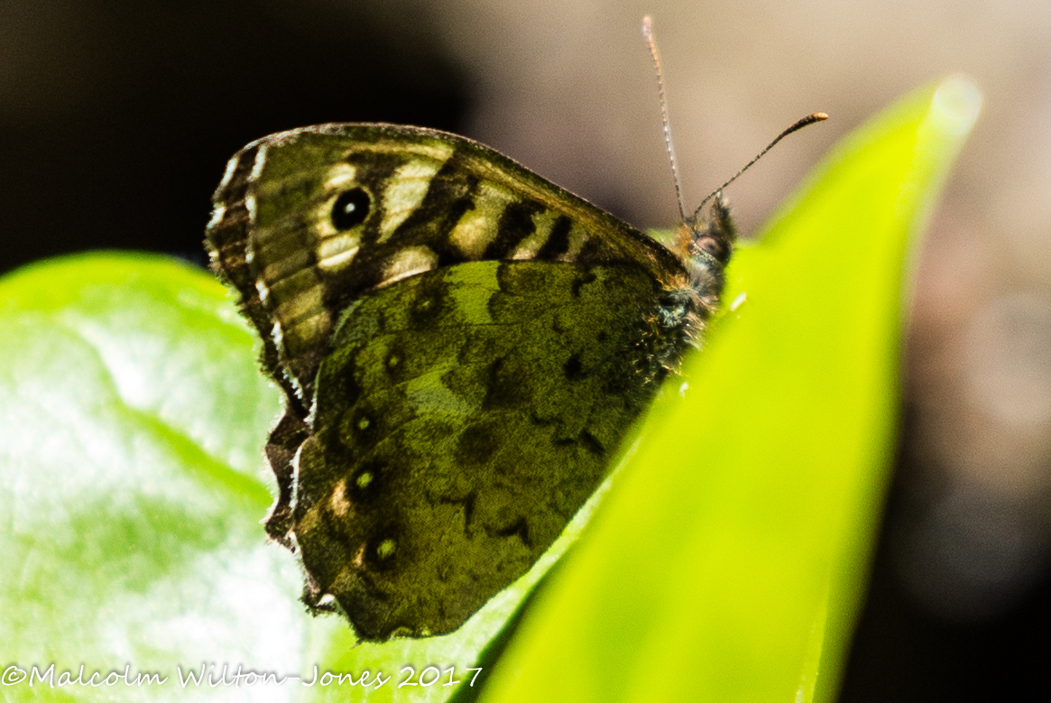 Speckled Wood