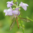 Crane Fly