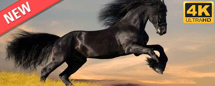 Horses HD Wallpapers New Tab Theme marquee promo image