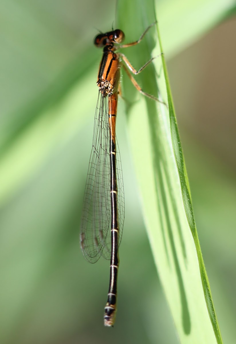 Eastern Forktail damselfly