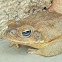 Cane toad